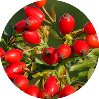 Aceite rosa mosqueta