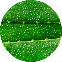 Aloe vera