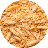 Extracto de avena