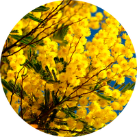 Extracto de mimosa