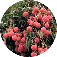 Lichi