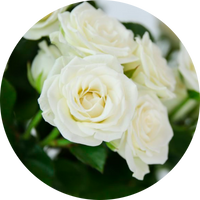 Rosa blanca
