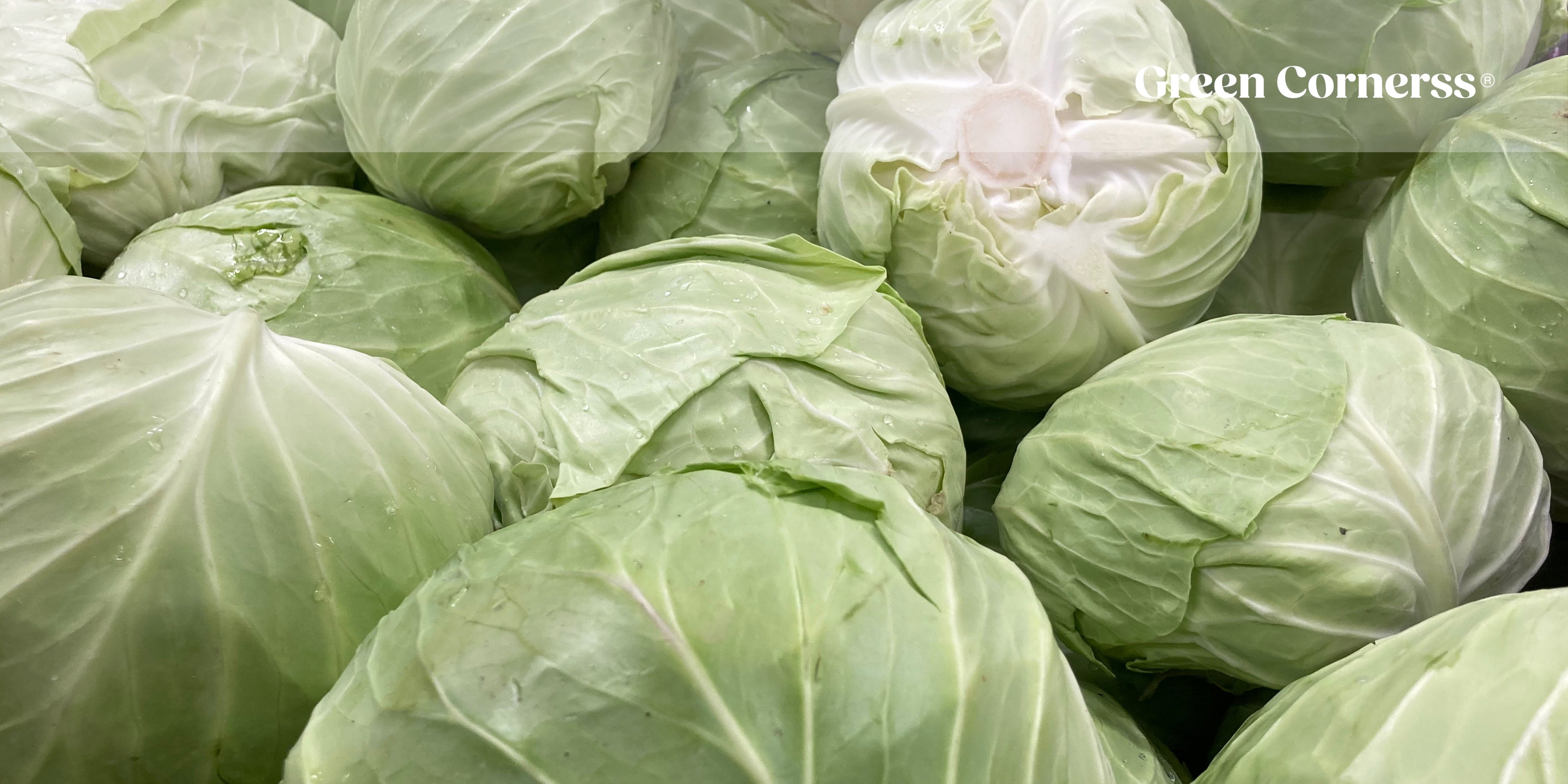 Beneficios Del Repollo y Sus Propiedades Nutricionales