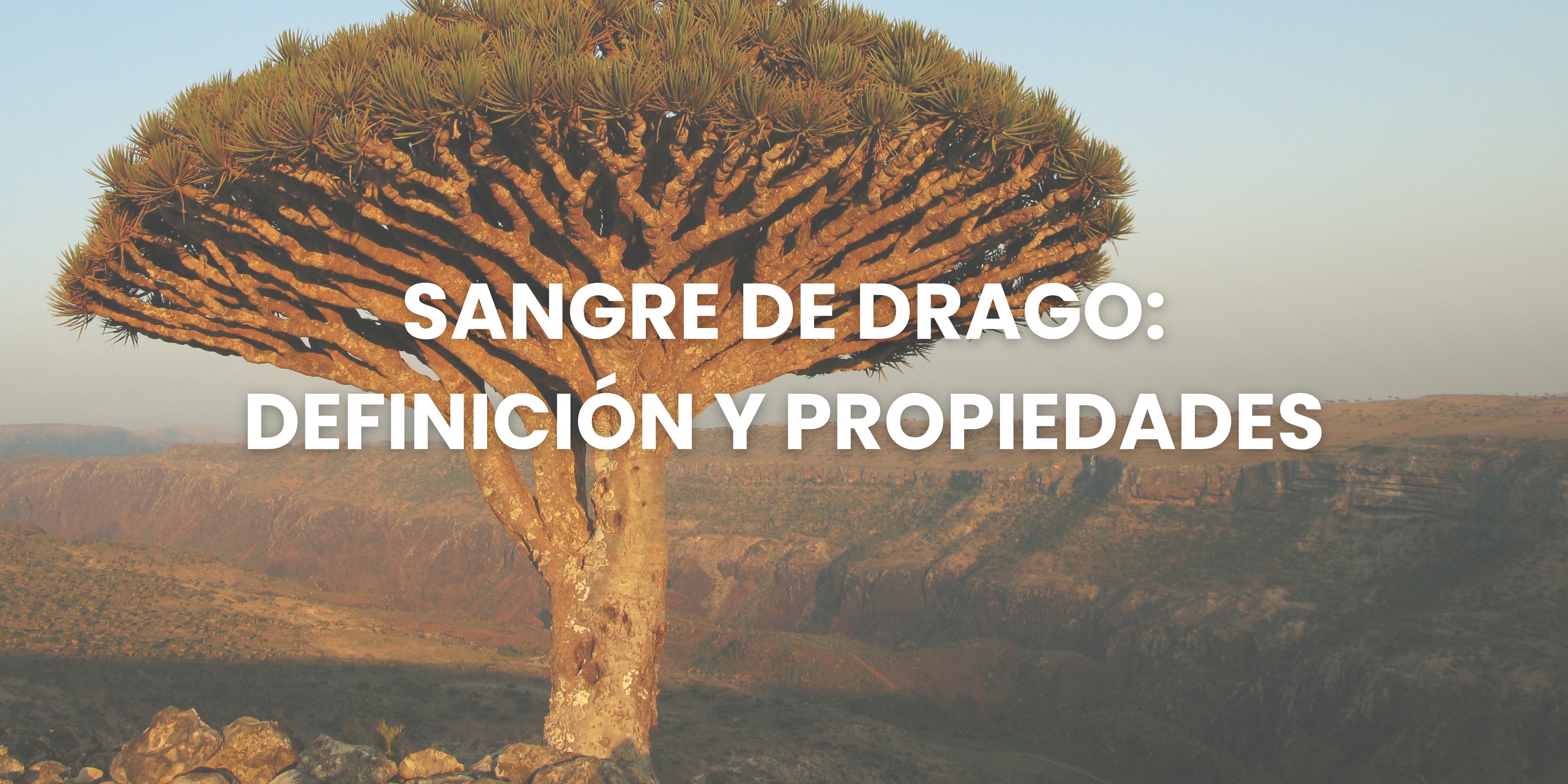 Sangre De Drago: Beneficios y Propiedades Para La Piel