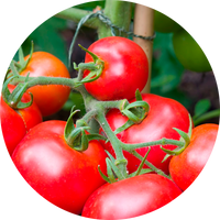Extracto de tomate